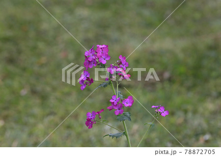 ゴウダソウ 78872705