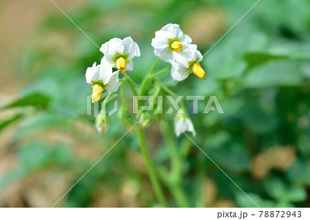 じゃがいもの花 78872943