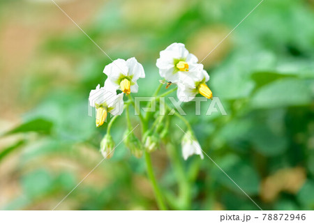 じゃがいもの花 78872946