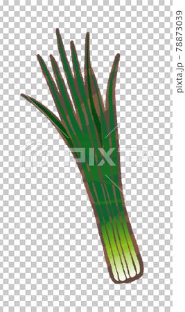 Blue onion Blue onion 78873039