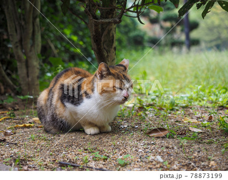公園に住み着く地域猫 78873199