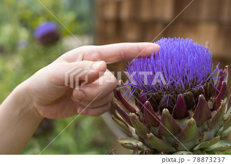 アーティチョークの花に触れる指 78873237