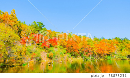 八千穂高原自然園(秋):遊亀湖 八千穂高原自然園(秋):遊亀湖 78873251