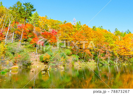 八千穂高原自然園(秋):遊亀湖 八千穂高原自然園(秋):遊亀湖 78873267