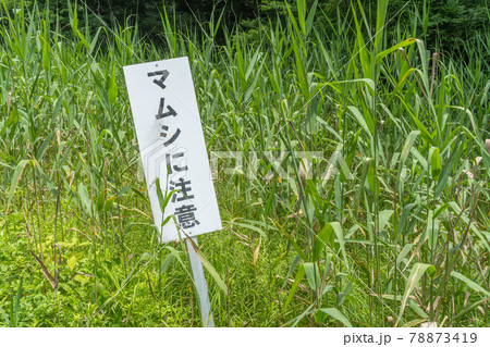 「マムシに注意」の看板とコピースペース 78873419