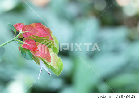 コエビソウの花と雨雫 コエビソウの花と雨雫 78873428