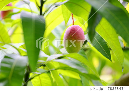 マンゴーの実 78873434