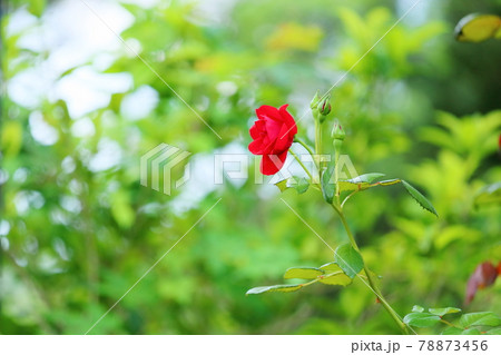 赤バラの花 赤バラの花 78873456