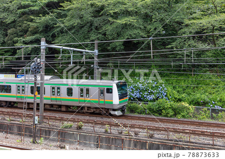飛鳥山公園の紫陽花と湘南新宿ライン 飛鳥山公園の紫陽花と湘南新宿ライン 78873633