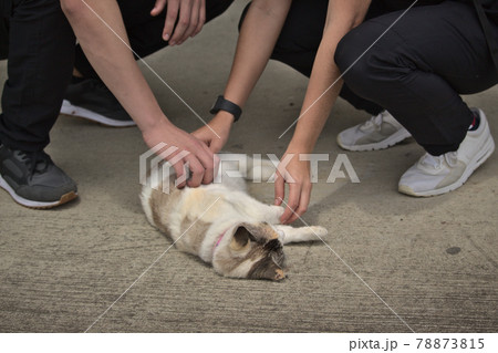 two people touching a lying cat in the ground 78873815