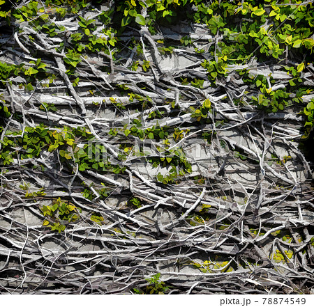 Branches and roots of a climbing plant. 78874549