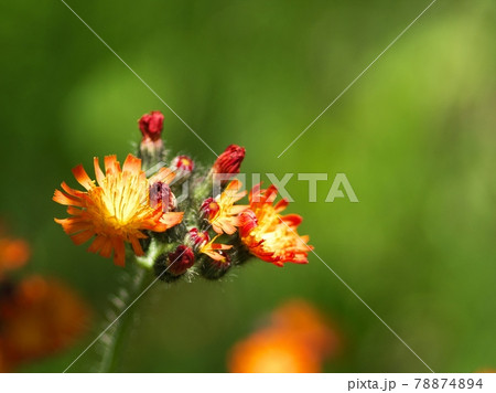 オレンジ色のコウリンタンポポ 78874894