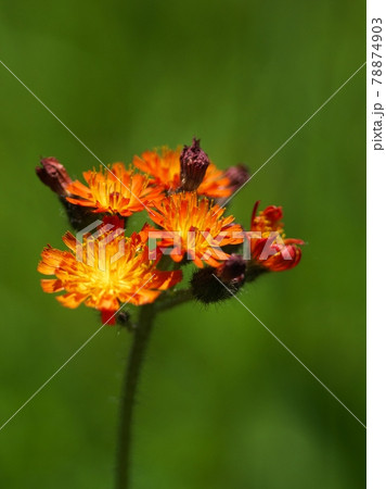 オレンジ色のコウリンタンポポ オレンジ色のコウリンタンポポ 78874903