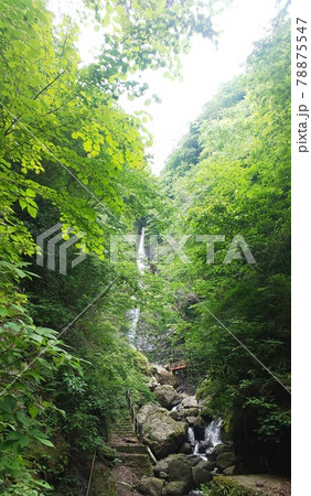 森の中の滝 森の中の滝 78875547