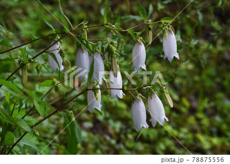 ホタルブクロ 78875556