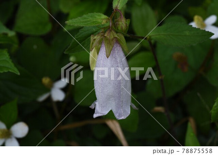 ホタルブクロ ホタルブクロ 78875558