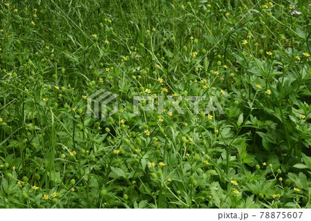 キツネノボタン キツネノボタン 78875607