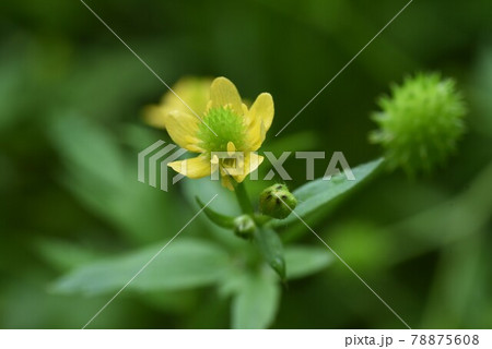 キツネノボタン キツネノボタン 78875608