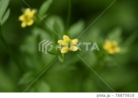 キツネノボタン キツネノボタン 78875610