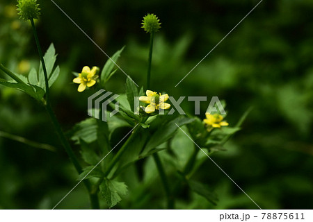 キツネノボタン 78875611