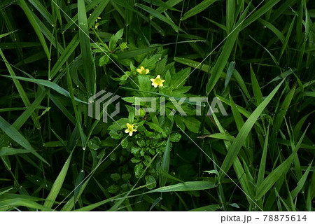 キツネノボタン 78875614