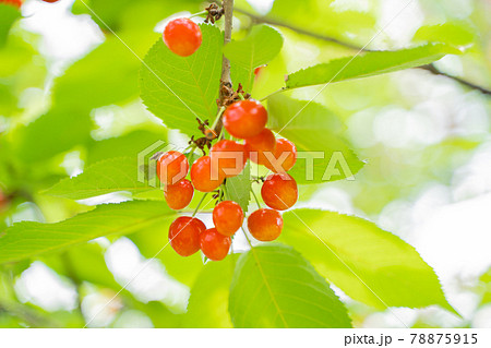 木に実るさくらんぼ 78875915