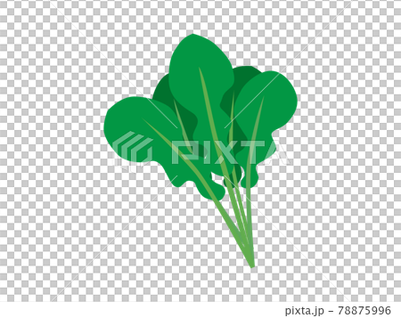 Vegetable illustration (spinach, spinach) Vegetable illustration (spinach, spinach) 78875996