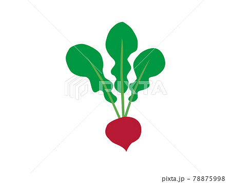 野菜イラスト ラディッシュ 赤かぶ のイラスト素材