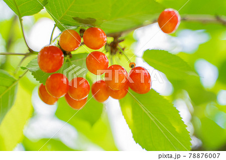 木に実るさくらんぼ 78876007
