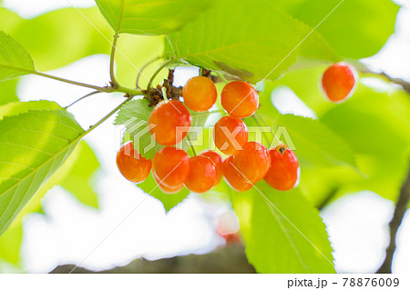 木に実るさくらんぼ 木に実るさくらんぼ 78876009