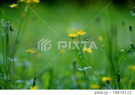 春の日に山で出会った輝く植物 78876115