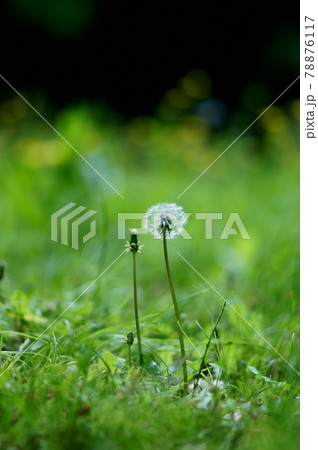 春の日に山で出会った輝く植物 78876117