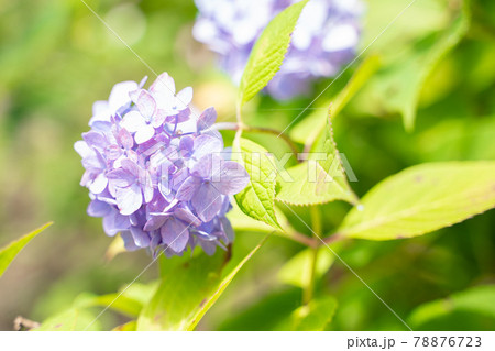 満開に花開く紫陽花 満開に花開く紫陽花 78876723