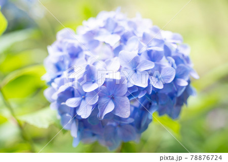 満開に花開く紫陽花 満開に花開く紫陽花 78876724