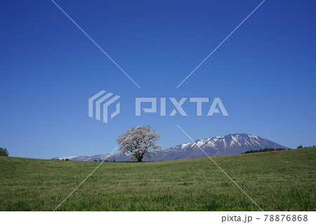 小岩井農場の春 残雪の岩手山と一本桜 78876868