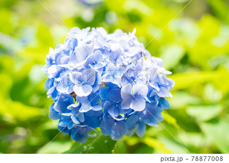 満開に花開く紫陽花 78877008