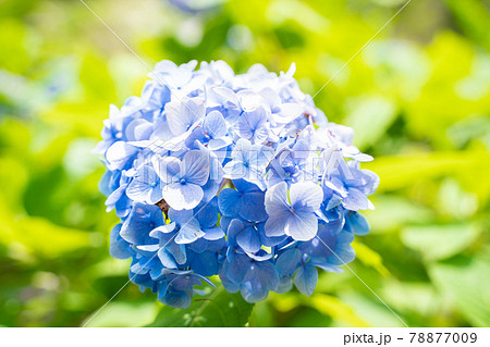 満開に花開く紫陽花 78877009