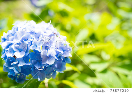 満開に花開く紫陽花 78877010