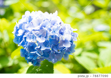 満開に花開く紫陽花 満開に花開く紫陽花 78877090