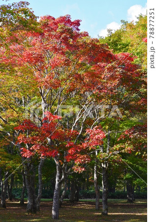紅葉の映える福原山荘庭園 78877251