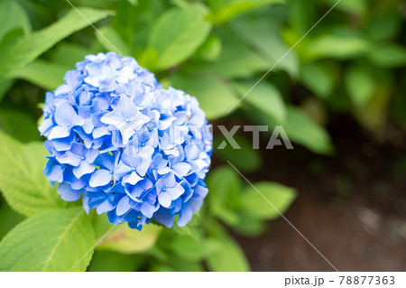 満開に花開く紫陽花 78877363