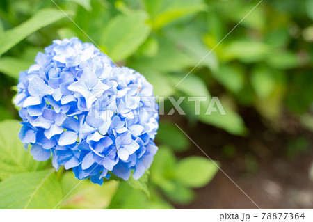 満開に花開く紫陽花 78877364