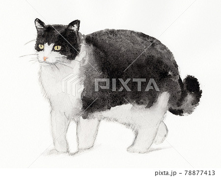 ハチワレの白黒の猫のイラストのイラスト素材