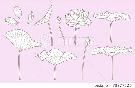 シンプルな蓮の花のイラスト 線画 のイラスト素材