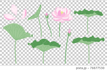 シンプルな蓮の花のイラスト 78877530