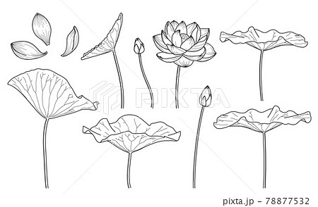 シンプルな蓮の花のイラスト モノクロ線画 のイラスト素材