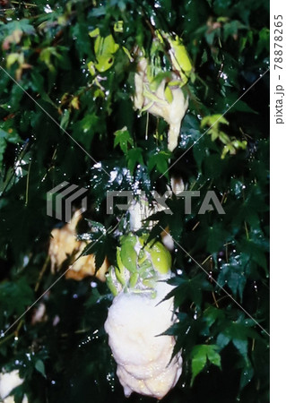 モリアオガエル産卵 78878265