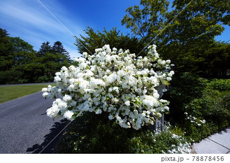 ゆにガーデンのお花畑 ゆにガーデンのお花畑 78878456