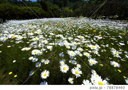ゆにガーデンのお花畑 ゆにガーデンのお花畑 78878460