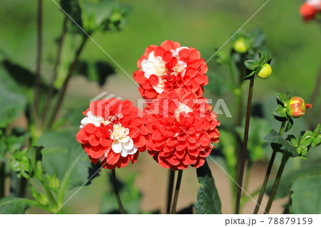 紅白のかわいいダリア 78879159